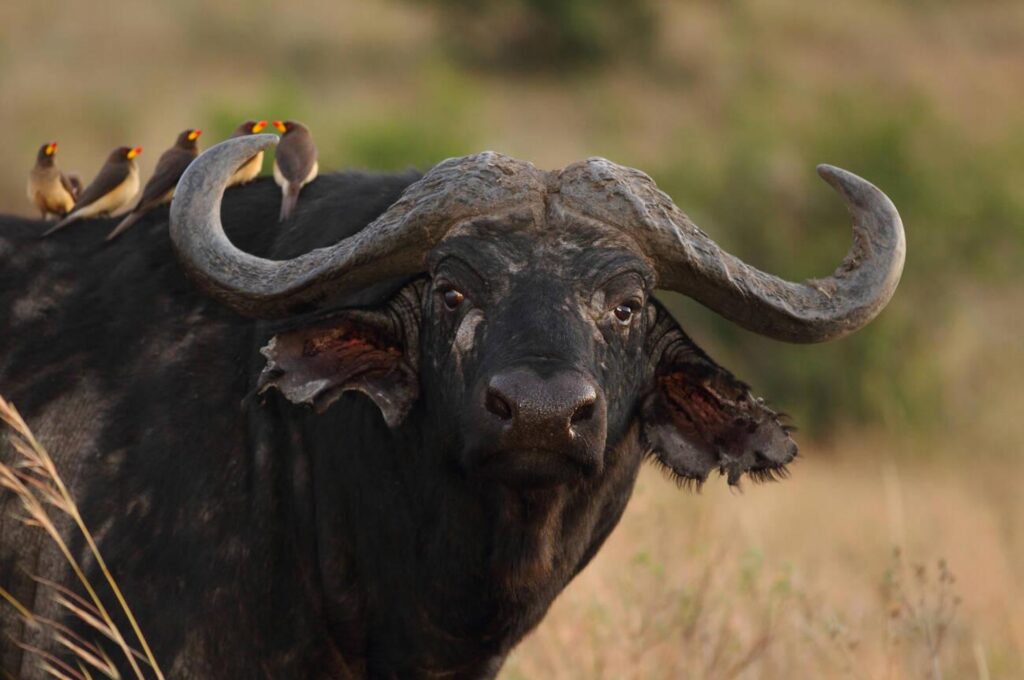 7-Day Ultimate Tanzania Tour and Safaris Adventure
