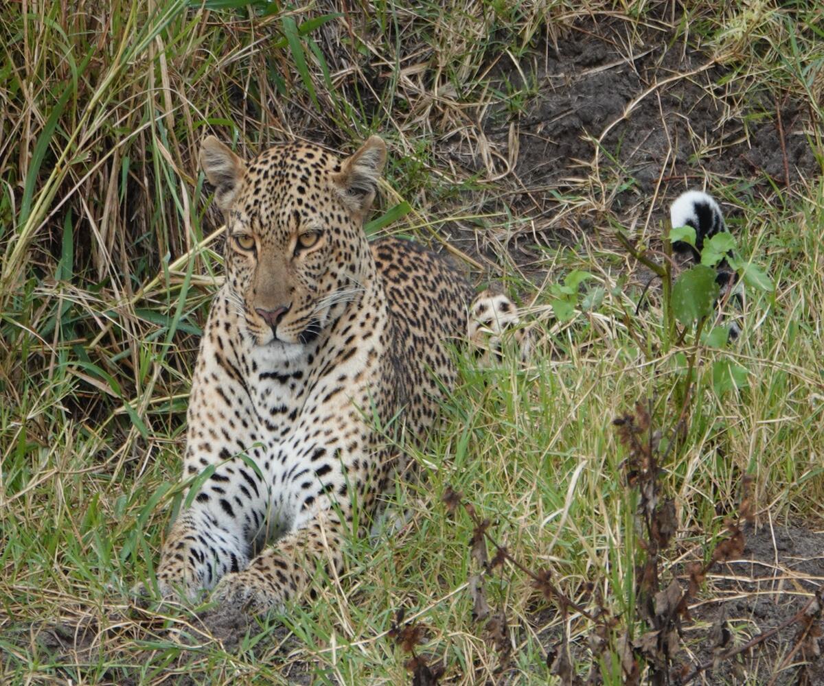 ngorongoro cretar 