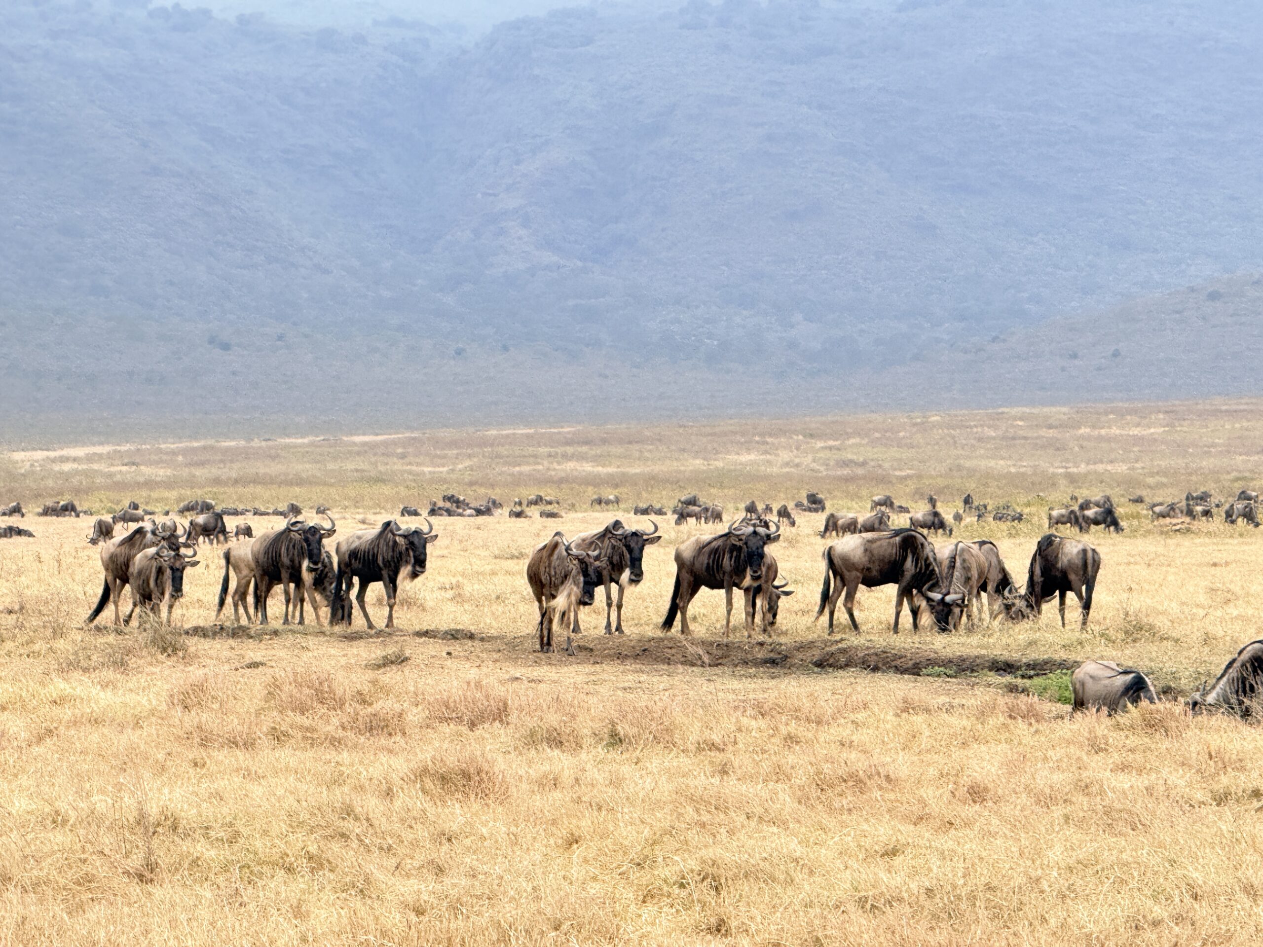 Ngorongoro Crater